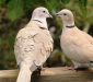 Australian Dove